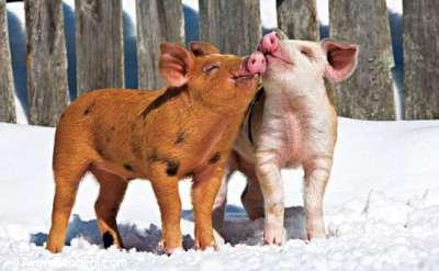 عشق واقعی خوک‌ها