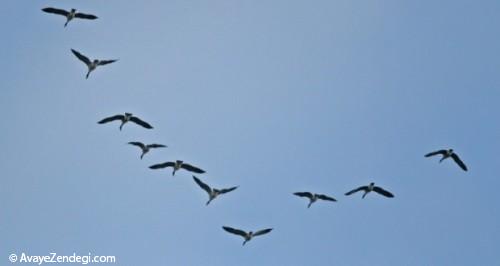 چرا پرنده‌های مهاجر به شکل ۷ پرواز می‌کنند؟