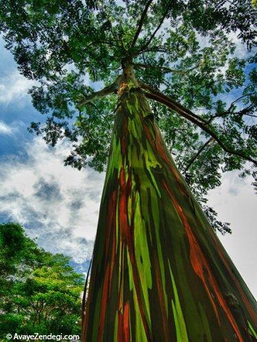  زیباترین و شگفت انگیز ترین درختان جهان 