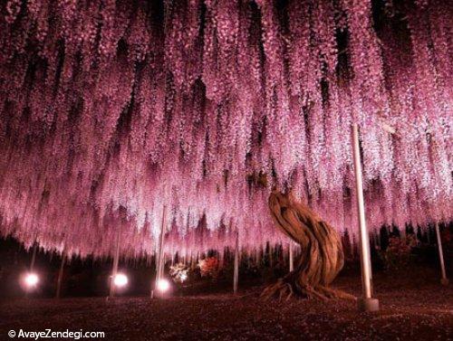  زیباترین و شگفت انگیز ترین درختان جهان 