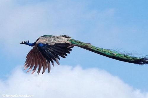 طاووس سرمه ای مصری