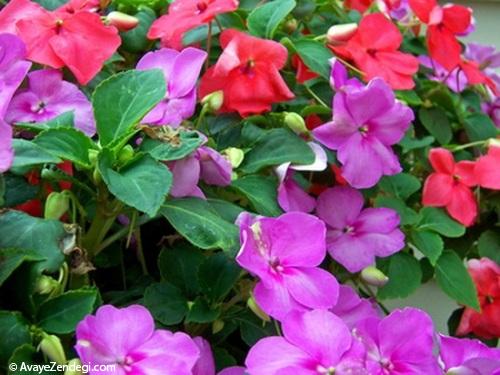  معرفی چند گل گلدانی زیبا برای طراوت بخشیدن به خانه شما 