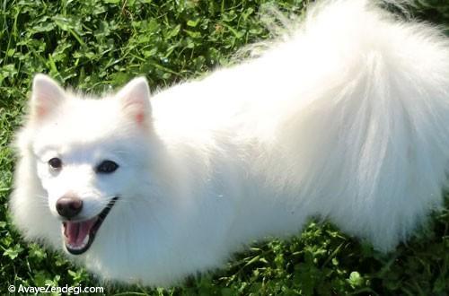 سگ نژاد اشپیتز ژاپنی
