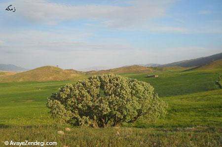  طبیعت زیبای چرداول در ایلام 