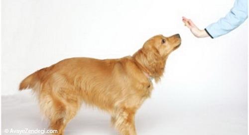 روش صحیح تنبیه سگ و تربیت سگ چیست؟ 