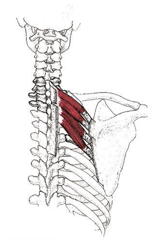 آناتومی عضلات پشت