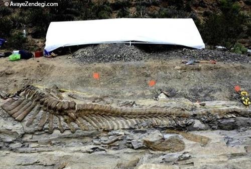 پیدا شدن دم یک دایناسور عظیم در مکزیک