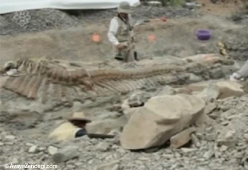 پیدا شدن دم یک دایناسور عظیم در مکزیک
