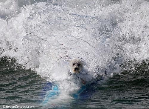 ششمین رقابت موج سواری سگ ها در کالیفرنیا 