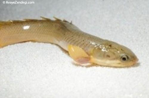 ماهی هایی که خارج از آب پرورش یافته اند، صفات مرتبط با راه رفتن را نمو می دهند