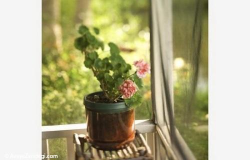  معرفی گیاهان گلدار زیبا برای خانه شما 