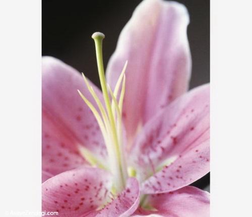  معرفی گیاهان گلدار زیبا برای خانه شما 