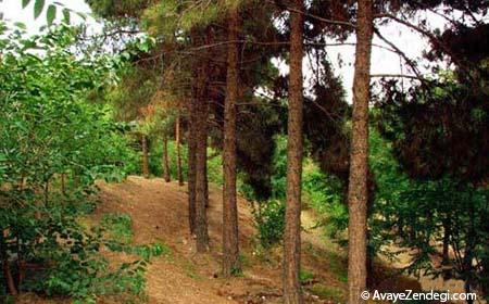 بزرگترین پارک های جنگلی ایران