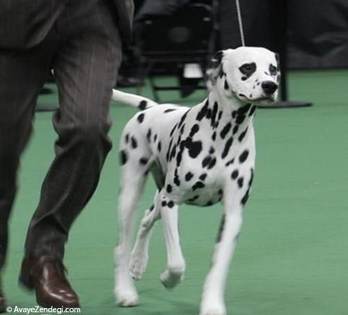  نمایشگاه سالانه سگ های زینتی در آمریکا 