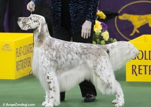  نمایشگاه سالانه سگ های زینتی در آمریکا 