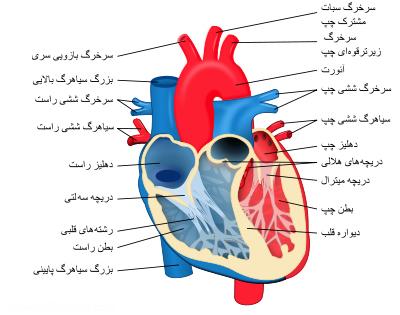 دو کار عمده قلب در بدن 
