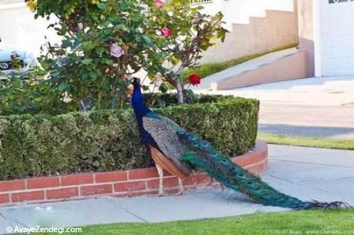 شهری که پرنده خیابانیشان طاووس است 