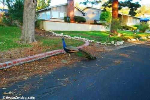 شهری که پرنده خیابانیشان طاووس است 