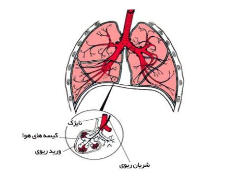 فیزیولوژی دستگاه تنفس