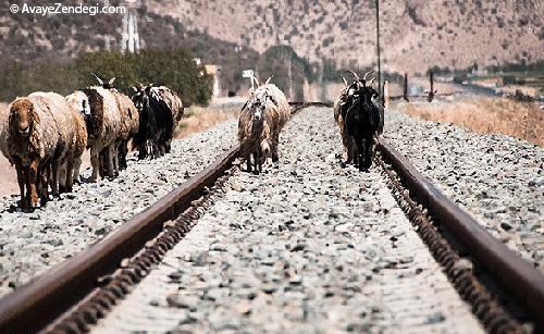 زندگی عشایر قشقایی 