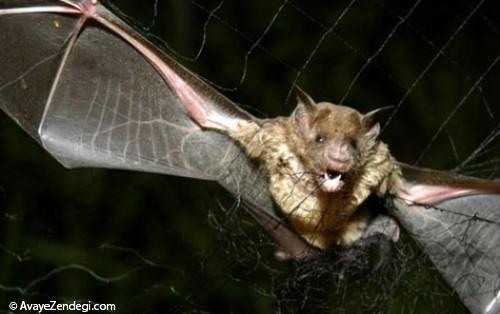 حقایقی درباره خفاش‌ های خون آشام