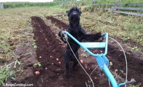 سگی که در شخم زدن مزرعه به صاحبش کمک می کند