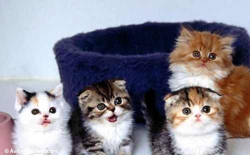  تصاویر جالب و دیدنی از گربه های ملوس 