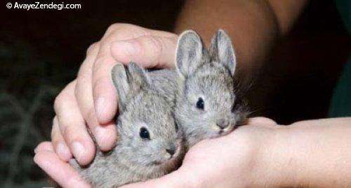 خرگوش های کوچولو و بامزه