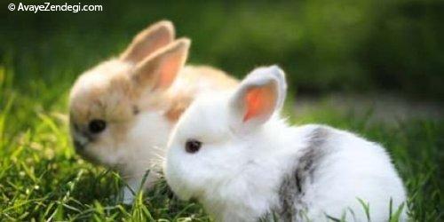خرگوش های کوچولو و بامزه