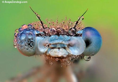  تصاویر شگفت انگیزی از حشرات 