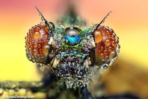  تصاویر شگفت انگیزی از حشرات 