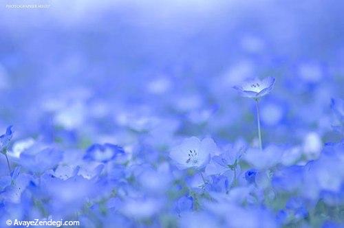 جهانگردی، مزارع گل‌های آبی در ژاپن 
