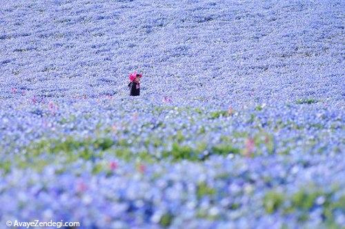 جهانگردی، مزارع گل‌های آبی در ژاپن 