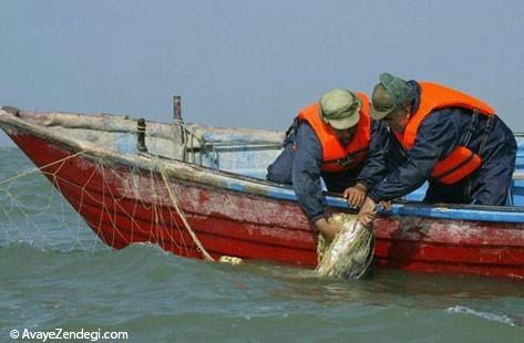 ماهی‌های خاویار دریای خزر در خطر انقراض