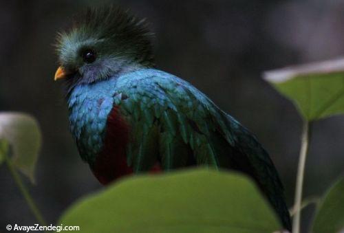  زیباترین پرندگان جهان 