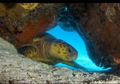  عکس های زیبا از لاک پشت دریایی 