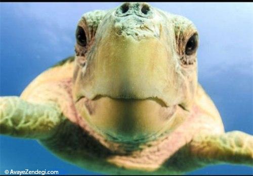  عکس های زیبا از لاک پشت دریایی 