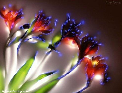 هاله نور در عکاسی از گل ها
