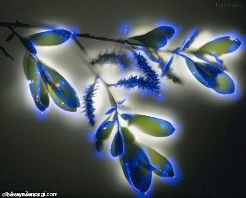 هاله نور در عکاسی از گل ها (عکس) 