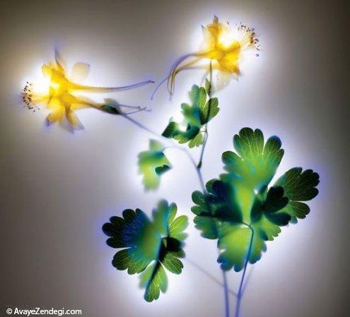 هاله نور در عکاسی از گل ها (عکس) 
