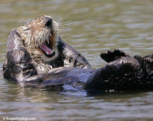 تصاویر جالب خنده حیوانات 