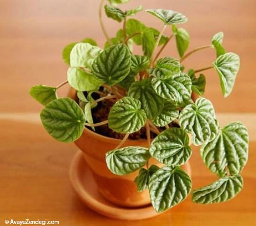 بهترین گیاهان برای تراریوم