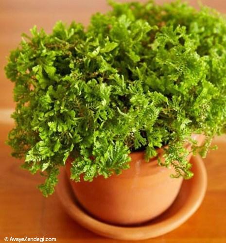  بهترین گیاهان برای تراریوم 