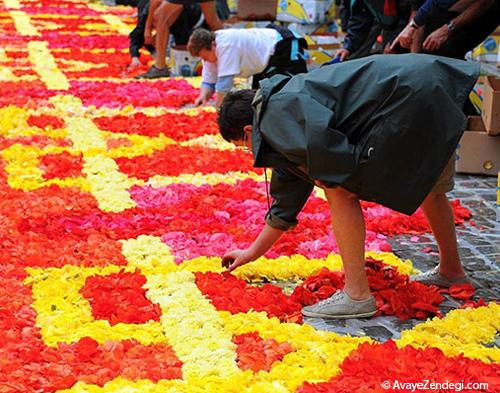 فرشی از گل در میدان بروکسل 
