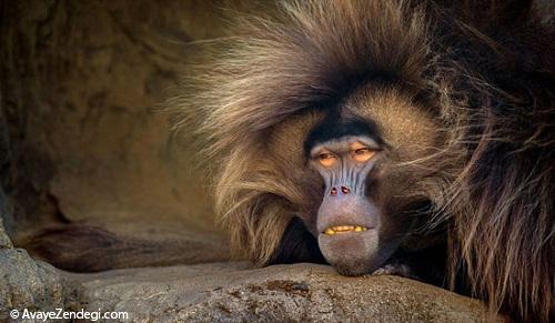 تصاویر میمون آفریقایی دم کوتاه