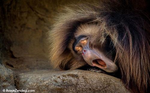 تصاویر میمون آفریقایی دم کوتاه