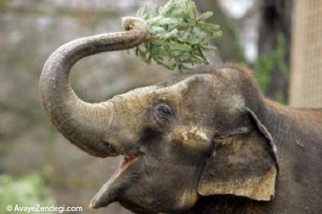 زبان محرمانه فیل ها کشف شد