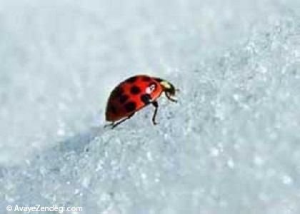 چرا حشرات یخ نمی زنند