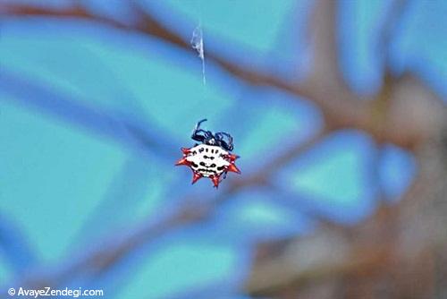 عنکبوتی جالب شیبه جواهر