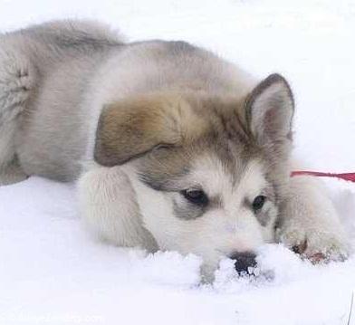 عکس های جالب و دیدنی از حیوانات در برف